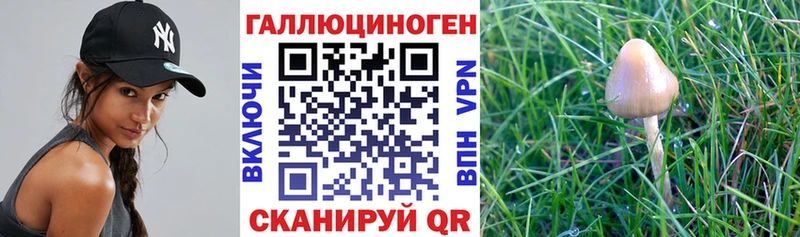 Псилоцибиновые грибы мицелий  как найти закладки  Заозёрск 